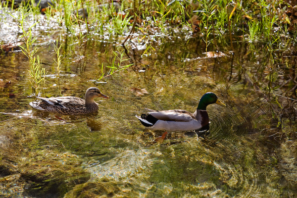 Dos Patos